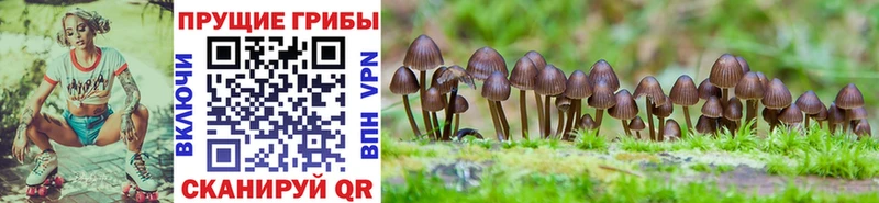 Псилоцибиновые грибы Psilocybe  Казань 